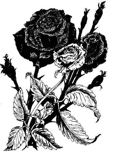 Black Roses