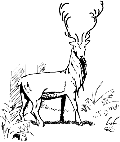 The White Stag